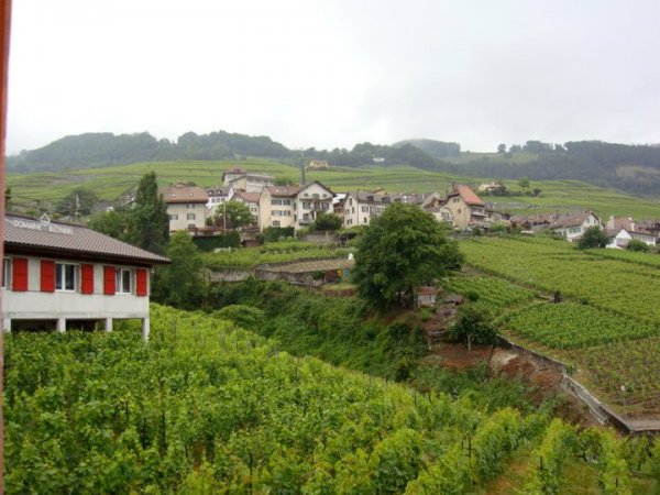 Lavaux wine region vines