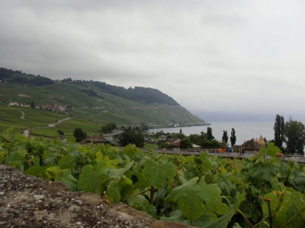 View of Lake Geneva and the vines