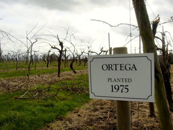Ortega Planted 1975 - Biddenden Vineyards
