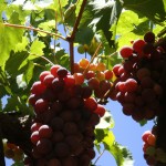 grapes swan valley perth
