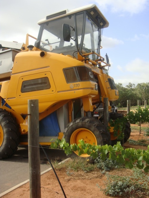 olive farm wines harvest 2013 grape picker