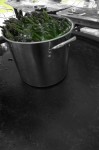 Edgecombe Bros Asparagus Masterclass - Boiling