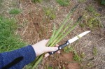 Edgecombe Bros Asparagus Masterclass - Out in the field