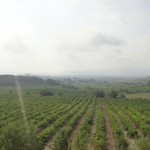 View of the vineyard at Cava Berdie in the Penedes Spain