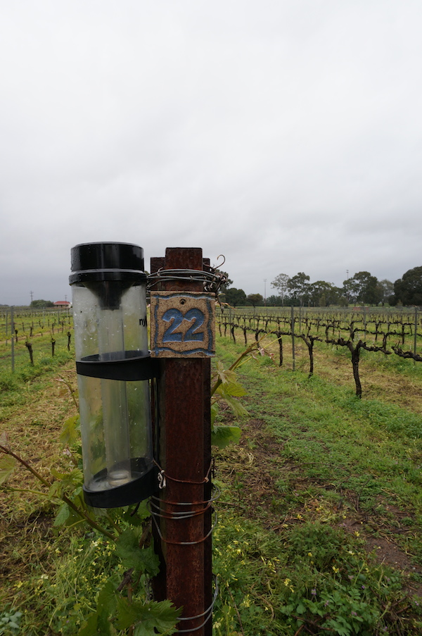 Harris Organic Wines Swan Valley vineyard