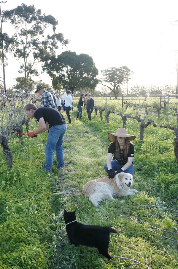 Harris Organic Wines Pruning & Pizza Party