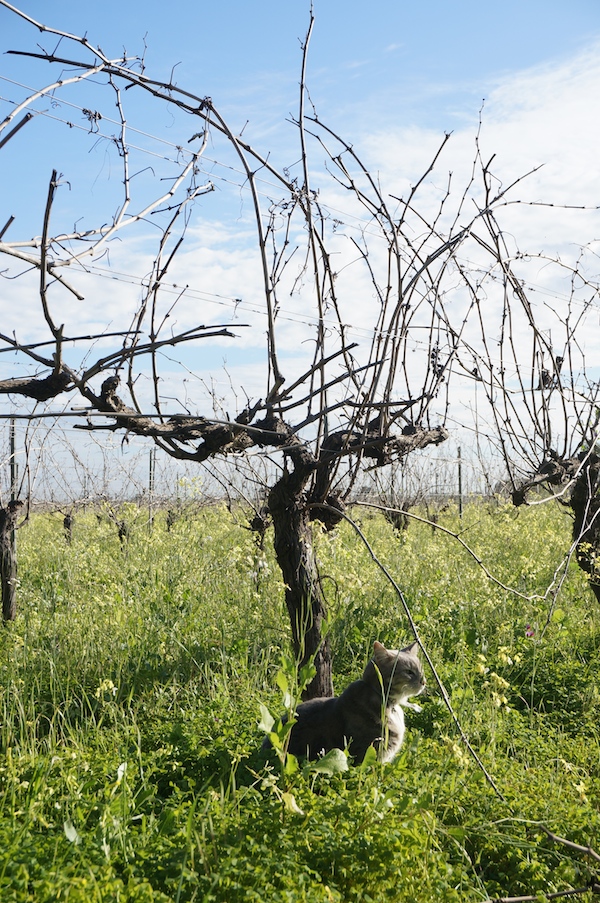 Harris Organic Wines Vineyard Cat