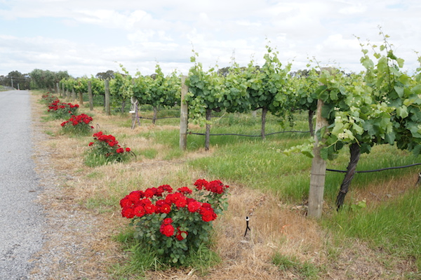 Pinelli Estate Wines Vineyard in the Swan Valley