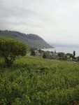 Lavaux wine region Switzerland