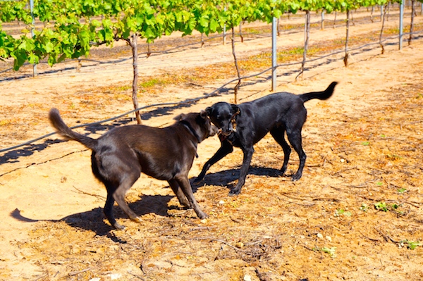 Dog-Friendly Swan Valley Wineries