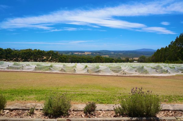 View from the Apricus Hill Wines Cellar Door