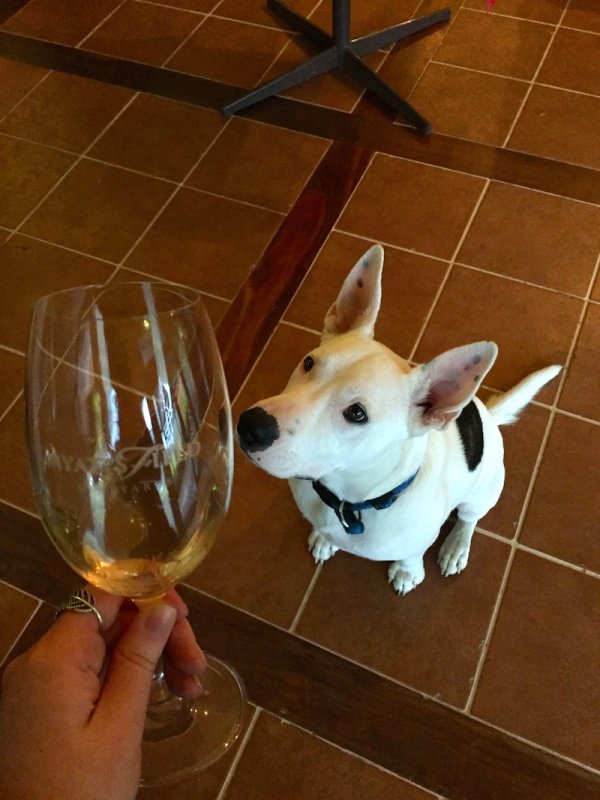 MyattsField Chardonnay Challenge 2015 - Winery Dog