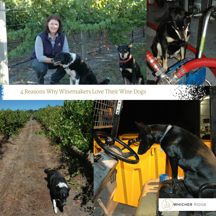 4 Reasons Why Winemakers Love Their Wine Dogs - Cathy Howard Whicher Ridge