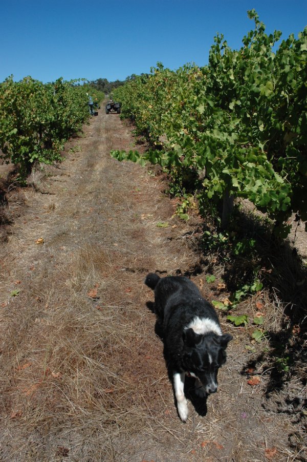 Whicher Ridge Wine Dog Lizzie in the Vineyard