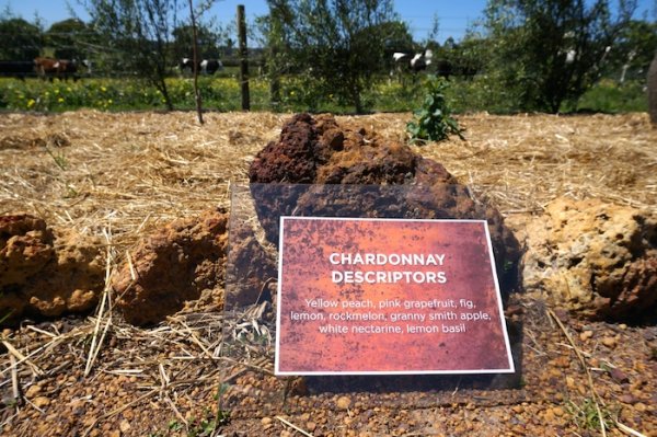 Chardonnay Descriptors Wine Sensory Garden at Whicher Ridge Wines, Geographe Wine Region