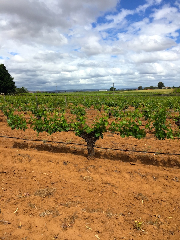 Mann Winery Swan Valley Vines