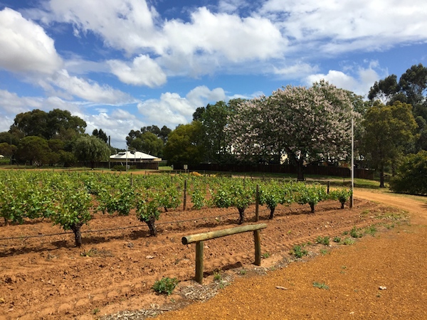 Mann Winery Vineyard in the Swan Valley