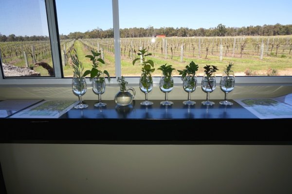 Plants in tasting glasses at Whicher Ridge Wines, Geographe Wine Region