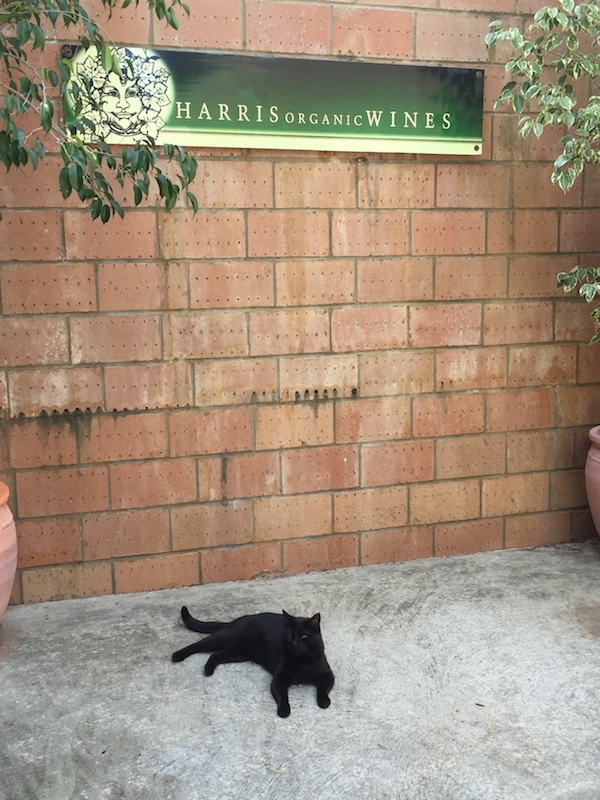 Rosie winecat at Harris Organic Wines - TC Wine Tour