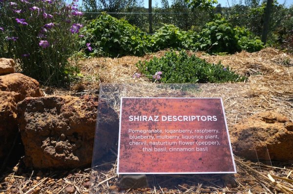 Shiraz Descriptors garden bed at Whicher Ridge Wines, Geographe Wine Region