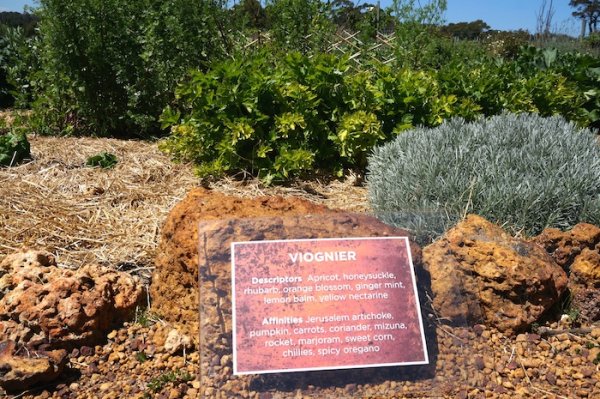 Viognier wine Sensory Garden at Whicher Ridge Wines, Geographe Wine Region
