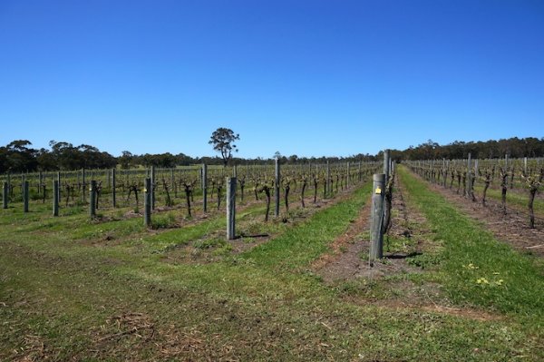 Whicher Ridge Wines Vineyard, Geographe Wine Region
