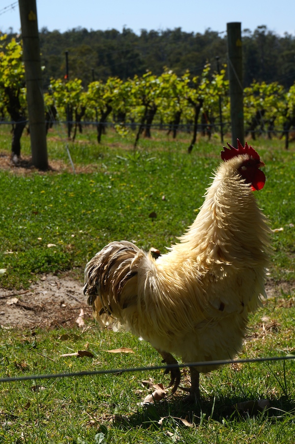 Chickens at Firetail Wines Margaret River