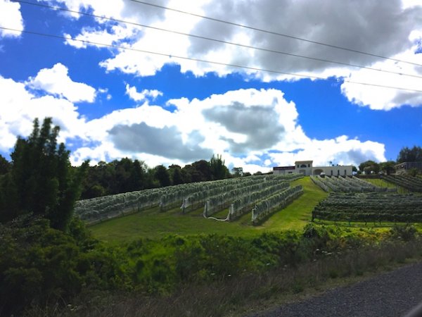 Longview Estate Winery & Vineyard Whangarei