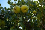 Pear tree at Core Cider House with Explore Tours Perth