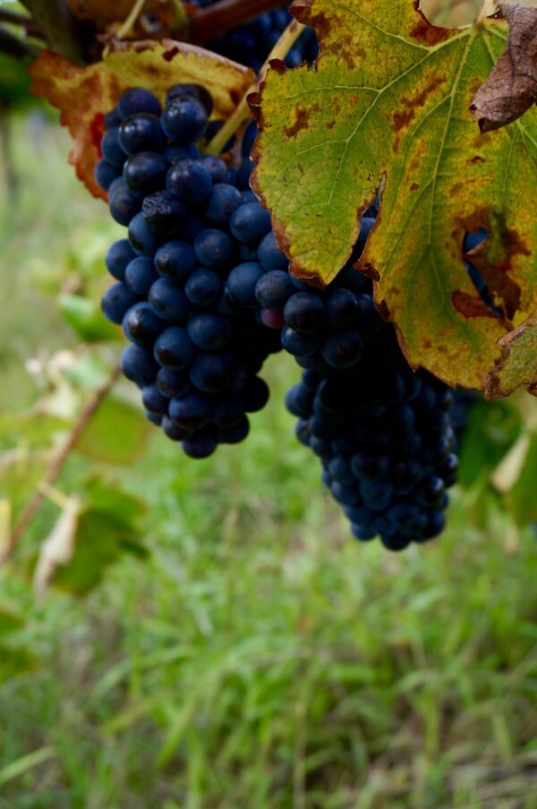 Red Grapes - Galafrey Wines