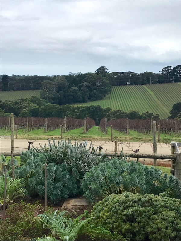 View from T'Gallant Winery - Mornington Peninsula Wineries