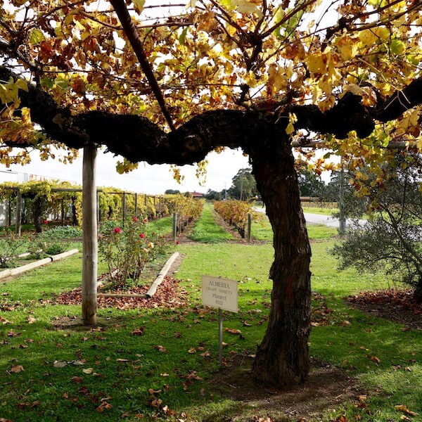 Almeria Vine Planted 1922 - John Kosovich Wines - Swan Valley