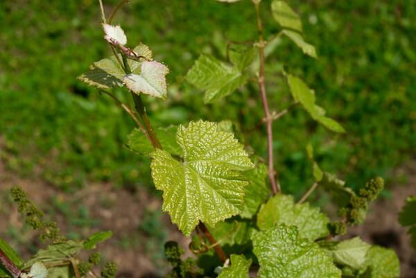 Chenin Blanc Vines - John Kosovich Vineyard, Swan Valley
