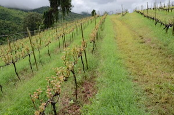 Vines at Aythaya Vineyard - Monte di Vino Lodge