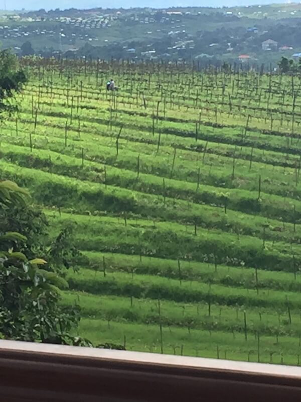 Vineyard View - Monte di Vino Lodge - Aythaya Vineyard