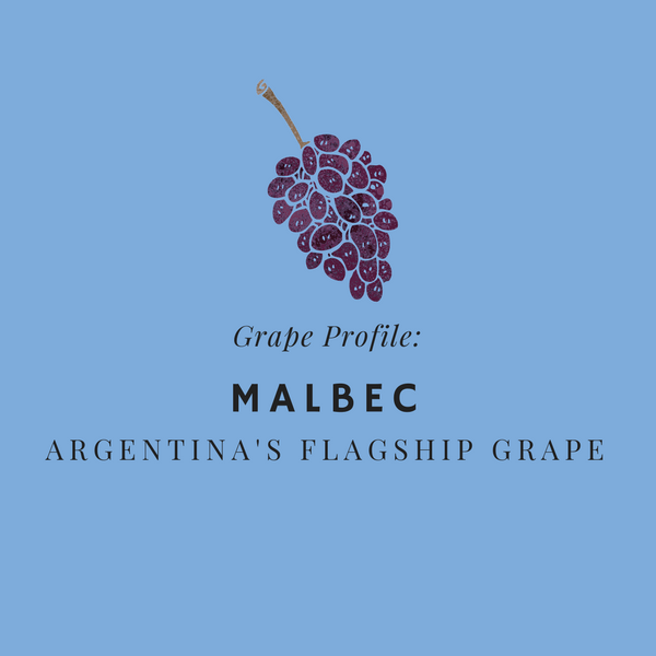 Grape Profile - Malbec - Argentina's Flagship Grape