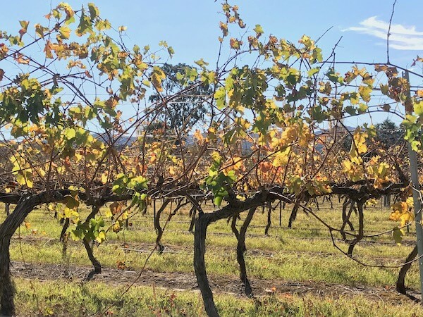 Autumn grapevines at Glenmaggie Wines - Gippsland