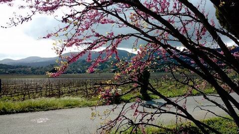 Domaine de la Croix in Spring - South of France Wine