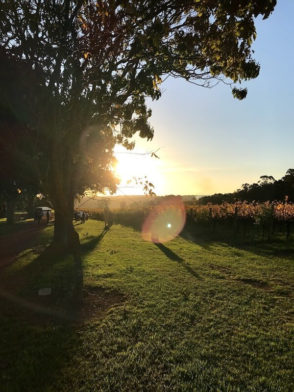 pemberley-pemberton-winery-unearthed-vines-sunset-pemberton-southern-forests