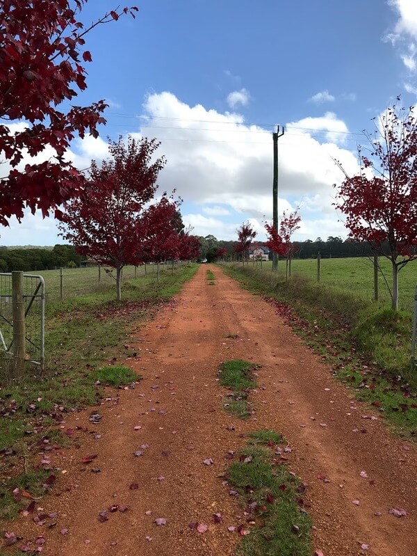 rambouillet-winery-cellar-door-maple-trees-driveway-pemberton-southern-forests