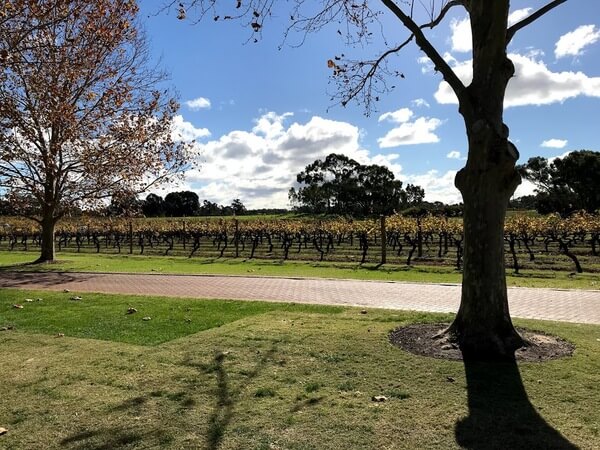 view-of-the-vineyard-at-sandalford-wines