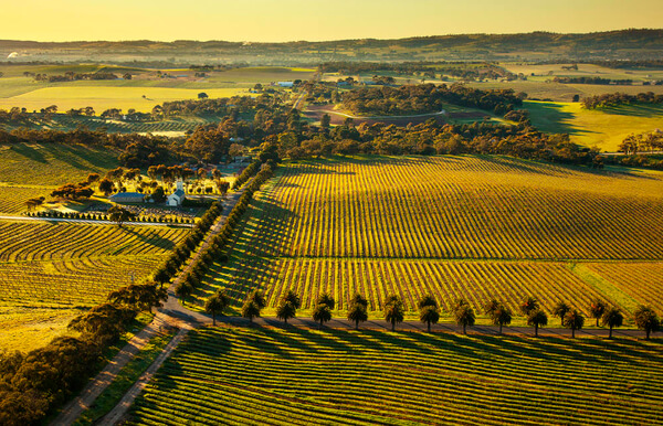 aerial-of-seppeltsfield-road-date-palms-in-the-barossa-valley