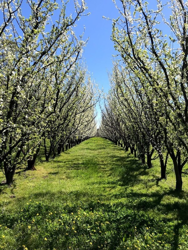 looking-down-a-orchard-lane-at-la-fattoria-perth-hills-bickley-valley