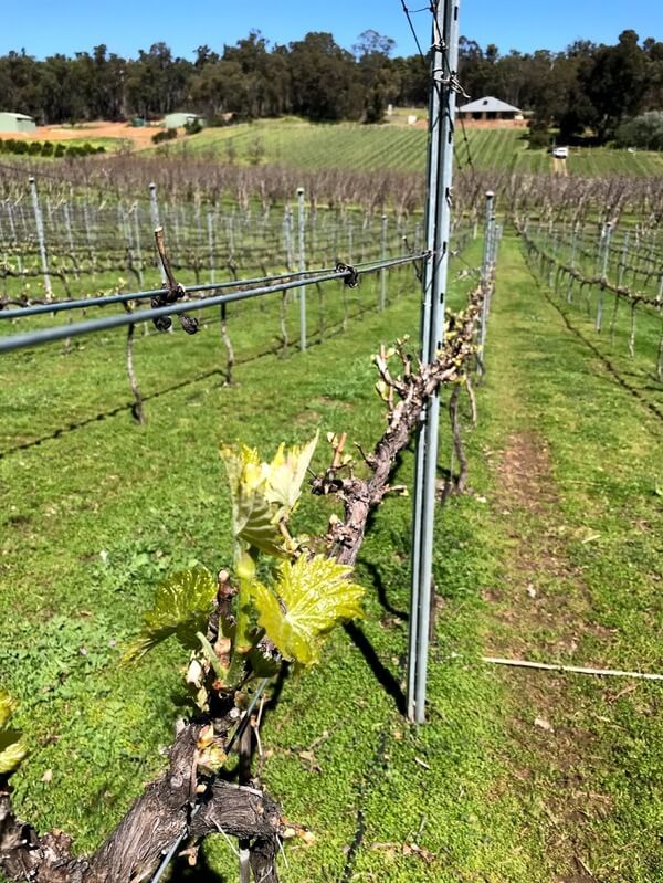 spring-vine-growth-at-la-fattoria-perth-hills-bickley-valley