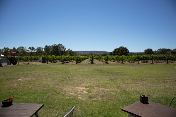 looking-east-towards-a-field-of-vines-at-pandemonium-wine-estate-swan-valley