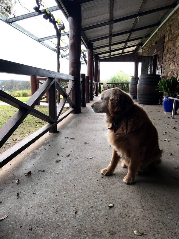 nelson-the-golden-retriever-sitting-on-the-verandah-at-alkoomi-winey-in-frandland-river-great-southern