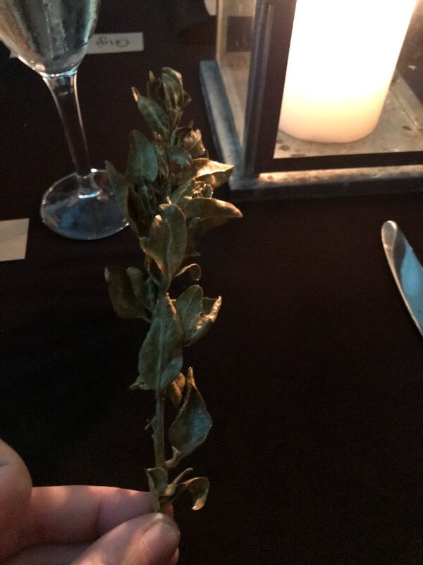 sprig-of-salt-bush-at-the-fervor-long-table-dinner