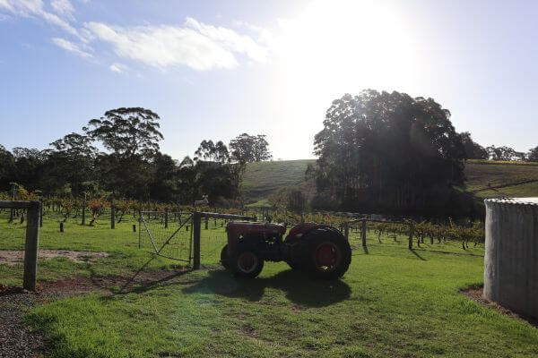 view of the vines and tractor at rising star wines on scotsdale road denmark wine region