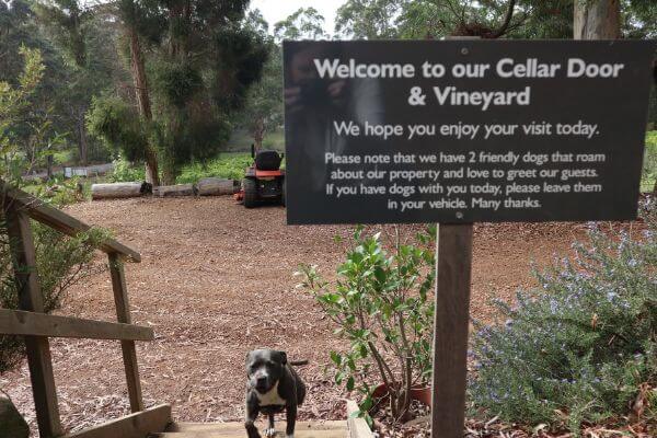 welcome to our cellar door and vineyard about dogs at paul nelson vineyard on scotsdale road denmark wine region