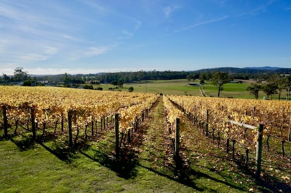 Moores Hill - Tasmania Wineries